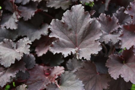 Heuchera 'Binoche' geen maat specificatie 0,55L/P9cm - afbeelding 1
