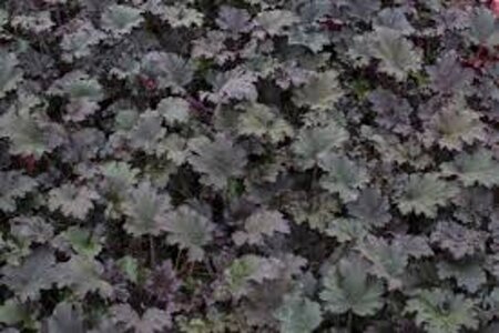 Heuchera 'Binoche' geen maat specificatie 0,55L/P9cm - afbeelding 2