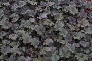 Heuchera 'Binoche' geen maat specificatie 0,55L/P9cm - afbeelding 2