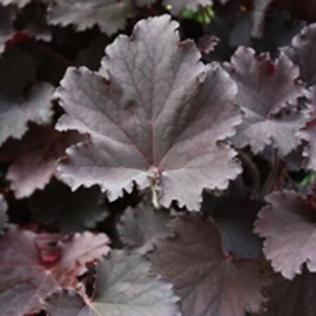 Heuchera 'Binoche' geen maat specificatie 0,55L/P9cm - afbeelding 3