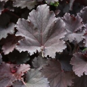 Heuchera 'Binoche' geen maat specificatie 0,55L/P9cm - afbeelding 3