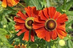 Helenium 'Baudirektor Linne' geen maat specificatie 0,55L/P9cm