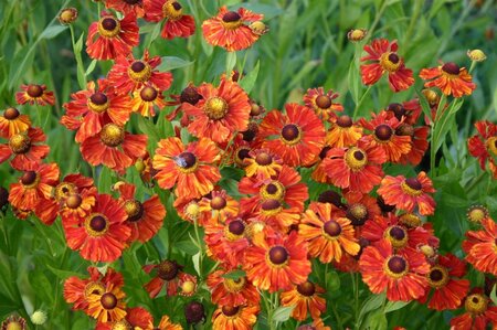 Helenium 'Baudirektor Linne' geen maat specificatie 0,55L/P9cm - afbeelding 2