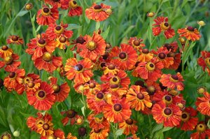 Helenium 'Baudirektor Linne' geen maat specificatie 0,55L/P9cm - afbeelding 2