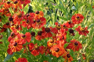 Helenium 'Baudirektor Linne' geen maat specificatie 0,55L/P9cm - afbeelding 3