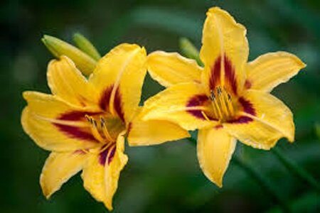 Hemerocallis 'Bonanza' geen maat specificatie 0,55L/P9cm - afbeelding 1