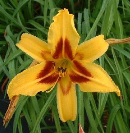 Hemerocallis 'Bonanza' geen maat specificatie 0,55L/P9cm - afbeelding 2