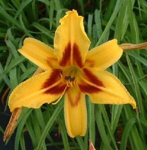 Hemerocallis 'Bonanza' geen maat specificatie 0,55L/P9cm - afbeelding 2