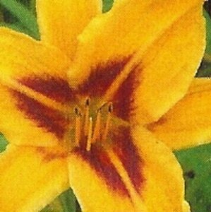Hemerocallis 'Bonanza' geen maat specificatie 0,55L/P9cm - afbeelding 2