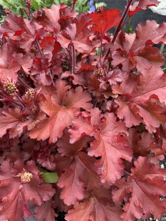 Heuchera 'Boysenberry' geen maat specificatie 0,55L/P9cm - image 1