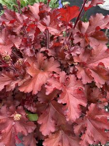Heuchera 'Boysenberry' geen maat specificatie 0,55L/P9cm