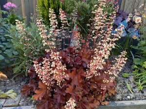 Heuchera 'Boysenberry' geen maat specificatie 0,55L/P9cm - image 2