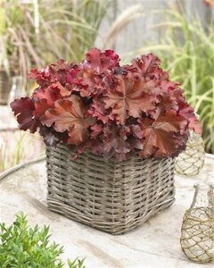 Heuchera 'Boysenberry' geen maat specificatie 0,55L/P9cm - image 3