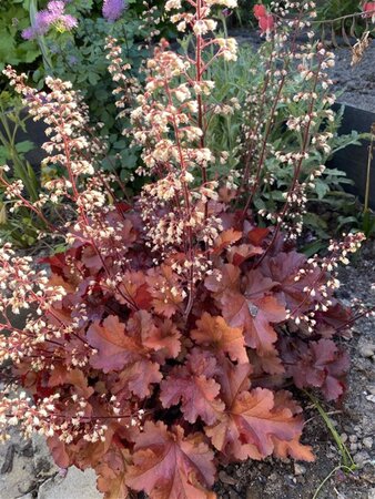 Heuchera 'Boysenberry' geen maat specificatie 0,55L/P9cm - image 4