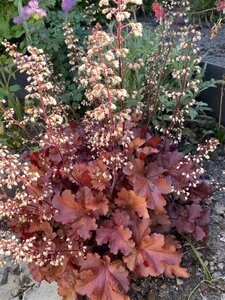 Heuchera 'Boysenberry' geen maat specificatie 0,55L/P9cm - image 4