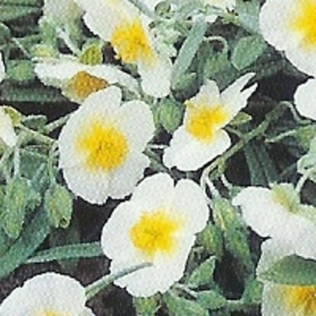 Helianthemum 'The Bride' geen maat specificatie 0,55L/P9cm - afbeelding 3
