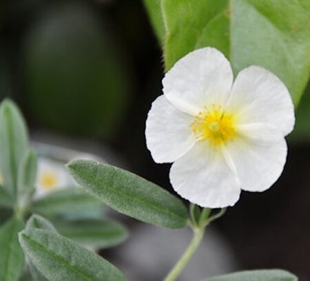 Helianthemum 'The Bride' geen maat specificatie 0,55L/P9cm - afbeelding 4