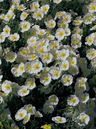 Helianthemum 'The Bride' geen maat specificatie 0,55L/P9cm - afbeelding 5