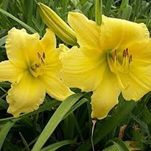 Hemerocallis 'Big Time Happy' geen maat specificatie 0,55L/P9cm - afbeelding 2