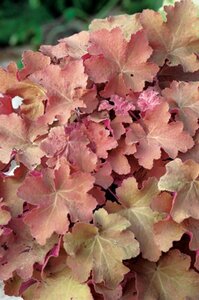 Heuchera 'Caramel' geen maat specificatie 0,55L/P9cm - afbeelding 2