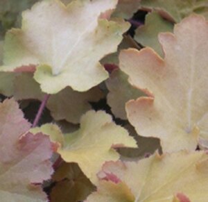Heuchera 'Caramel' geen maat specificatie 0,55L/P9cm - afbeelding 3
