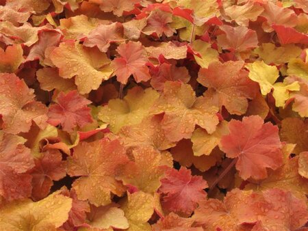 Heuchera 'Caramel' geen maat specificatie 0,55L/P9cm - afbeelding 4