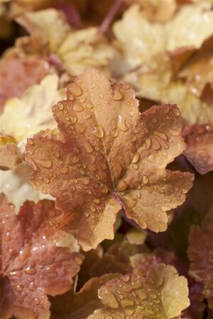 Heuchera 'Caramel' geen maat specificatie 0,55L/P9cm
