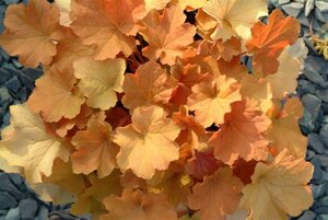 Heuchera 'Caramel' geen maat specificatie 0,55L/P9cm - afbeelding 5
