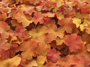 Heuchera 'Caramel' geen maat specificatie 0,55L/P9cm - image 4