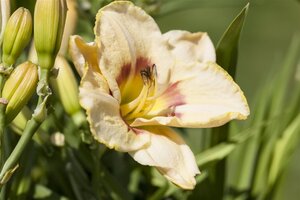 Hemerocallis 'Custard Candy' geen maat specificatie 0,55L/P9cm
