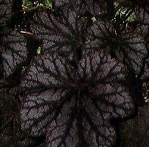 Heuchera 'Cascade Dawn' geen maat specificatie 0,55L/P9cm