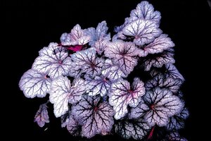 Heuchera 'Cascade Dawn' geen maat specificatie 0,55L/P9cm - afbeelding 2