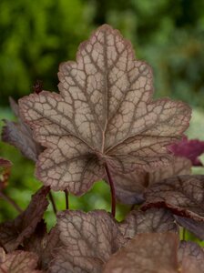 Heuchera 'Cascade Dawn' geen maat specificatie 0,55L/P9cm - afbeelding 3