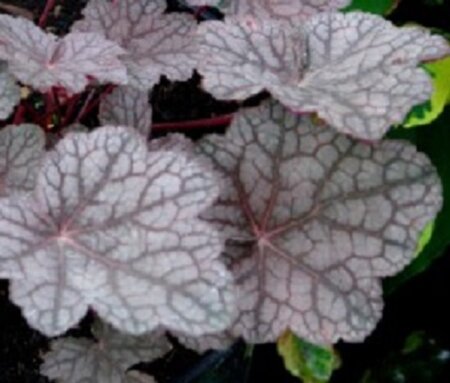 Heuchera 'Cascade Dawn' geen maat specificatie 0,55L/P9cm - afbeelding 4