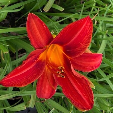 Hemerocallis 'Campfire Embers' geen maat specificatie 0,55L/P9cm - afbeelding 1