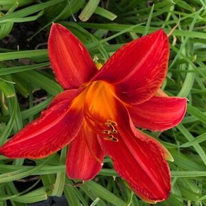 Hemerocallis 'Campfire Embers' geen maat specificatie 0,55L/P9cm