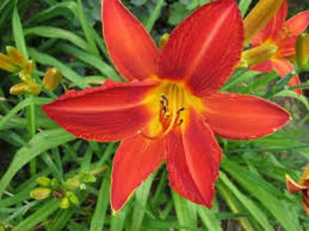Hemerocallis 'Campfire Embers' geen maat specificatie 0,55L/P9cm - afbeelding 2