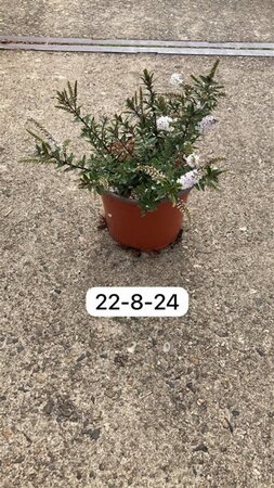 Hebe 'Champagne' geen maat specificatie cont. 2,0L