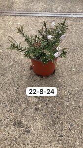 Hebe 'Champagne' geen maat specificatie cont. 2,0L