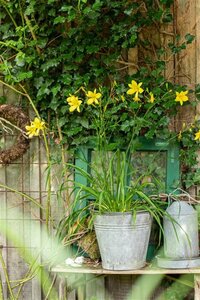 Hemerocallis citrina geen maat specificatie 0,55L/P9cm
