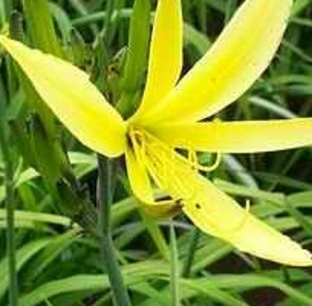 Hemerocallis citrina geen maat specificatie 0,55L/P9cm - afbeelding 4