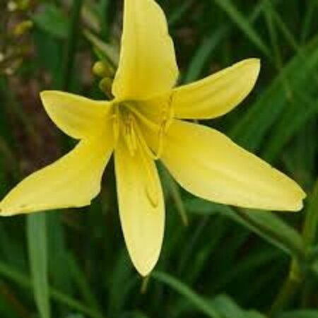 Hemerocallis citrina geen maat specificatie 0,55L/P9cm - afbeelding 5