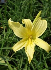 Hemerocallis citrina geen maat specificatie 0,55L/P9cm - afbeelding 6