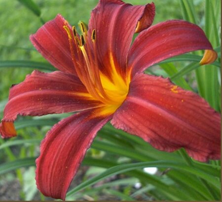 Hemerocallis 'Crimson Pirate' geen maat specificatie 0,55L/P9cm - afbeelding 4