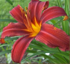 Hemerocallis 'Crimson Pirate' geen maat specificatie 0,55L/P9cm - afbeelding 4