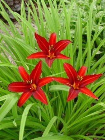 Hemerocallis 'Crimson Pirate' geen maat specificatie 0,55L/P9cm - afbeelding 5