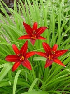 Hemerocallis 'Crimson Pirate' geen maat specificatie 0,55L/P9cm - afbeelding 5