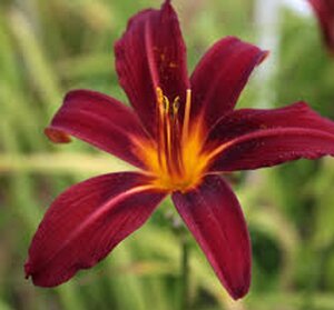 Hemerocallis 'Crimson Pirate' geen maat specificatie 0,55L/P9cm - afbeelding 6