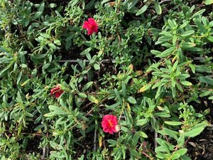 Helianthemum 'Cerise Queen' geen maat specificatie 0,55L/P9cm - afbeelding 2