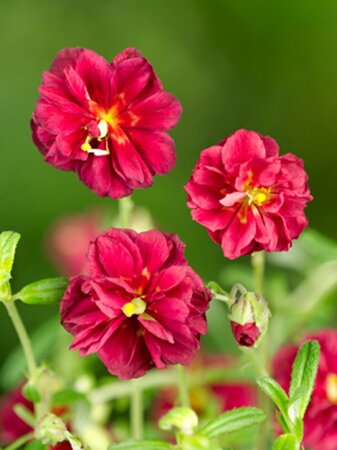 Helianthemum 'Cerise Queen' geen maat specificatie 0,55L/P9cm - afbeelding 4